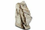 Polished Petrified Wood Stand-Up - Washington #382179-1